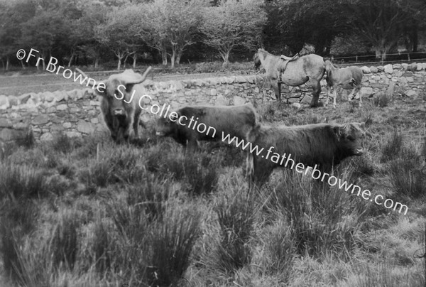 HIGHLAND CATTLE : GENERAL AT SHOW